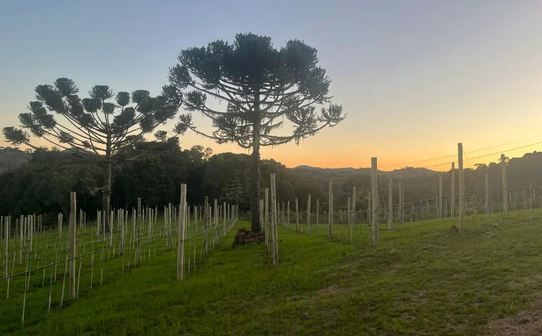 Araucárias e vinhedos