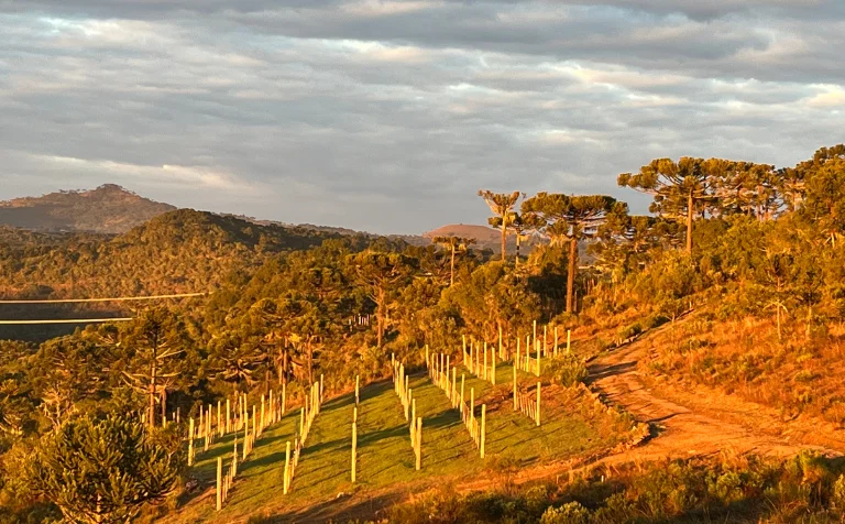 Vinhedos na Serra Catarinense